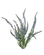 54cm Blue Salvia Bush