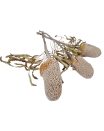 Banksia Prionotus Natural x 3 Pcs