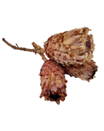 Protea Barbigera Natural x 3 Pcs