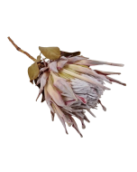 Protea Cynaroides Natural x 1