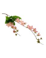 107cm Claire de Lune Clematis Pink