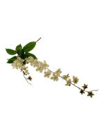 107cm Claire de Lune Clematis Cream