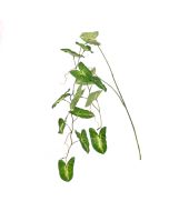 Syngonium Hanging Spray 147cm Green