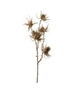 69cm Metallic Eryngium Spray Champagne