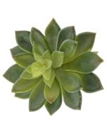 Artificial Succulent - Stonecrop 10cm - Green