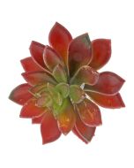 Artificial Succulent - Stonecrop 10cm - Red