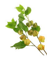 90cm Chinese Lantern Spray Yellow