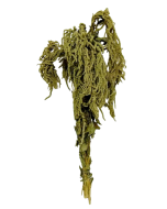 Amaranthus Caudatus Green