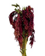 Amaranthus Caudatus Red