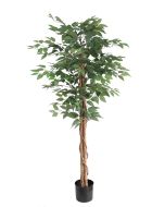 Ficus Standard U.V F.R - 152cm