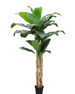 Banana Tree U.V F.R - 250cm