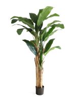 Banana Tree U.V F.R - 205cm