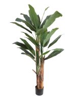 Banana Tree U.V F.R - 185cm