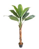 Banana Tree U.V F.R - 165cm