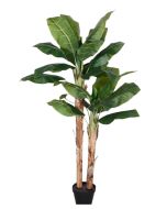 Banana Tree U.V F.R - 140cm