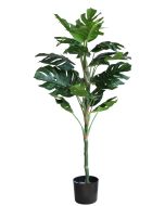 Monstera U.V F.R - 130cm