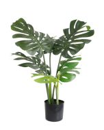 Monstera U.V F.R - 60cm