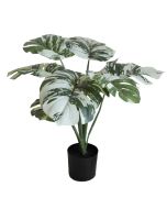 Monstera U.V F.R - 50cm