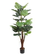 Monstera U.V F.R - 185cm
