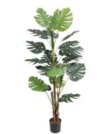 Monstera U.V F.R - 165cm
