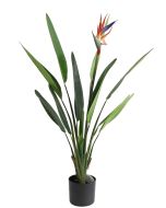 Bird of Paradise with Flower U.V F.R - 100cm