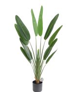 Bird of Paradise U.V F.R - 120cm