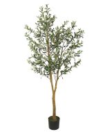 Olive Tree U.V F.R - 175cm