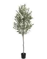Olive Tree U.V F.R - 180cm
