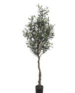 Olive Tree U.V F.R - 160cm