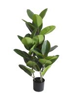 Rubber Plant U.V.F.R - 100cm