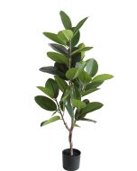 Rubber Plant U.V.F.R - 130cm