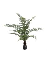 Fern Dicksonia U.V F.R - 90cm