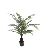 Fern Dicksonia U.V F.R - 135cm