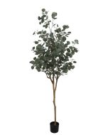 Eucalyptus Tree U.V F.R - 185cm