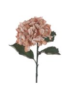 Eco Hydrangea Stem 60cm Beige