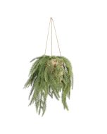 Emerald Fern In Hanging Basket 60cm