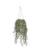 Asparagus Fern In Hanging Basket 70cm