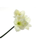 Large Amaryllis Stem - Ivory (3 heads, 75cm long)