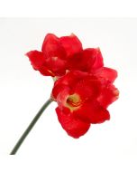 Large Amaryllis Stem - Red (3 heads, 75cm long)