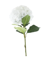 Essential Giant Hydrangea KD - White