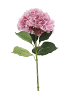 Essential Giant Hydrangea KD - Light Pink
