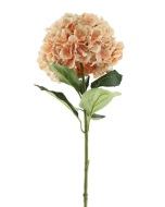 Essential Giant Hydrangea KD - Peach