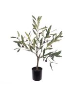 Olive Tree In Pot 60cm