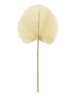 Essential Dry Look Bleached Fan Palm 54cm