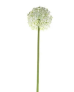 76cm Single Allium Cream/White