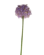 76cm Single Allium Lavender