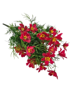 Exterior Cosmos Bush U.V - Red - 42cm