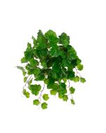 ECO Aralia Balfouriana Bush UV Protected
