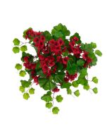 ECO Geranium Bush Red 60cm UV Protected