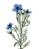 Artificial Nigella Spray 69cm Blue